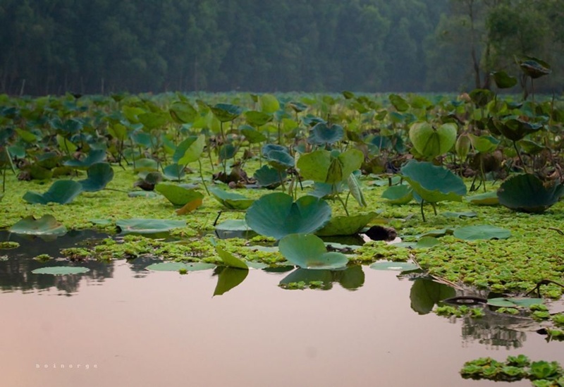 Tra-Su-Melaleuca-forests-Mekong-delta-Vietnam_03