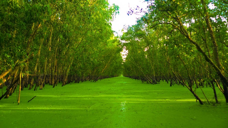 Tra-Su-Melaleuca-forests-Mekong-delta-Vietnam_04