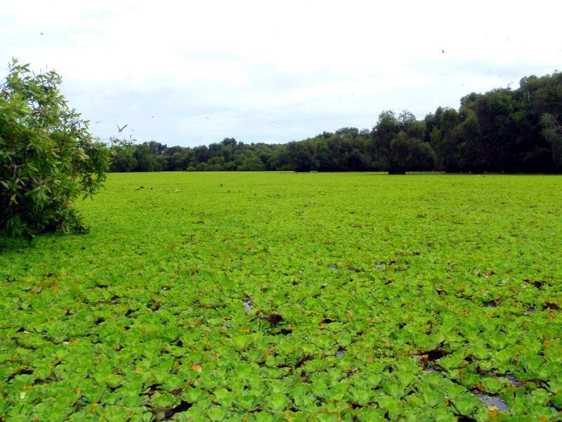 Tra-Su-Melaleuca-forests-Mekong-delta-Vietnam_05