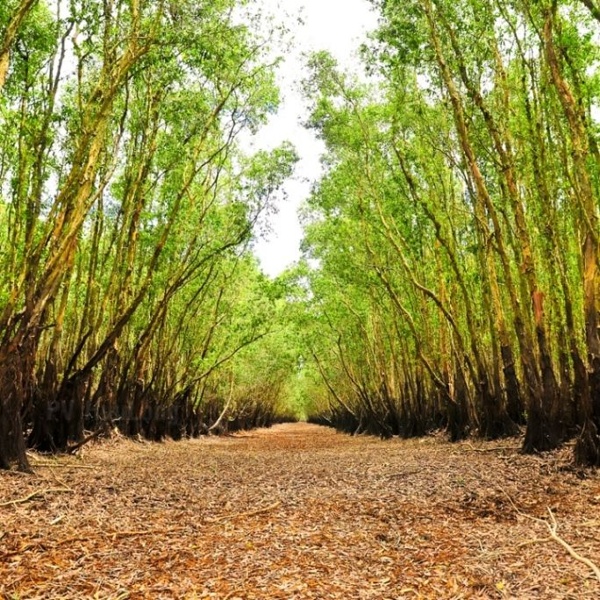 Tra-Su-Melaleuca-forests-Mekong-delta-Vietnam_06