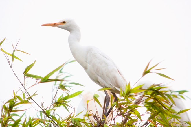 The kingdom of storks in Hai Duong