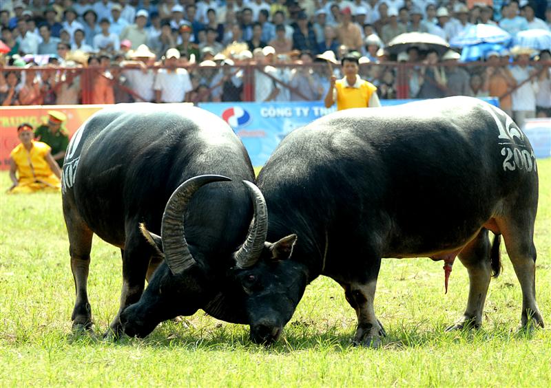 Rain doesn't dampen enthusiasm for Vietnam's annual buffalo-fighting festival