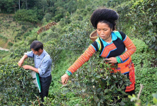 Vietnam’s unique ancient Shan Tuyet tea forest