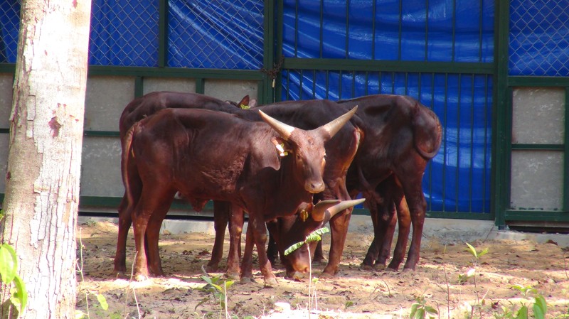 vietnam-first-ever-safari-zoo-set-for-xmas-opening-on-phu-quoc-island_03