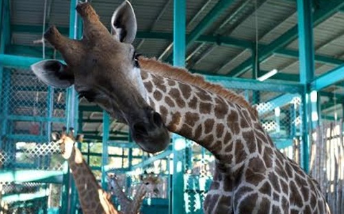 vietnam-first-ever-safari-zoo-set-for-xmas-opening-on-phu-quoc-island_04