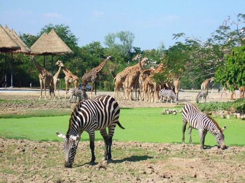 vietnam-first-ever-safari-zoo-set-for-xmas-opening-on-phu-quoc-island_06